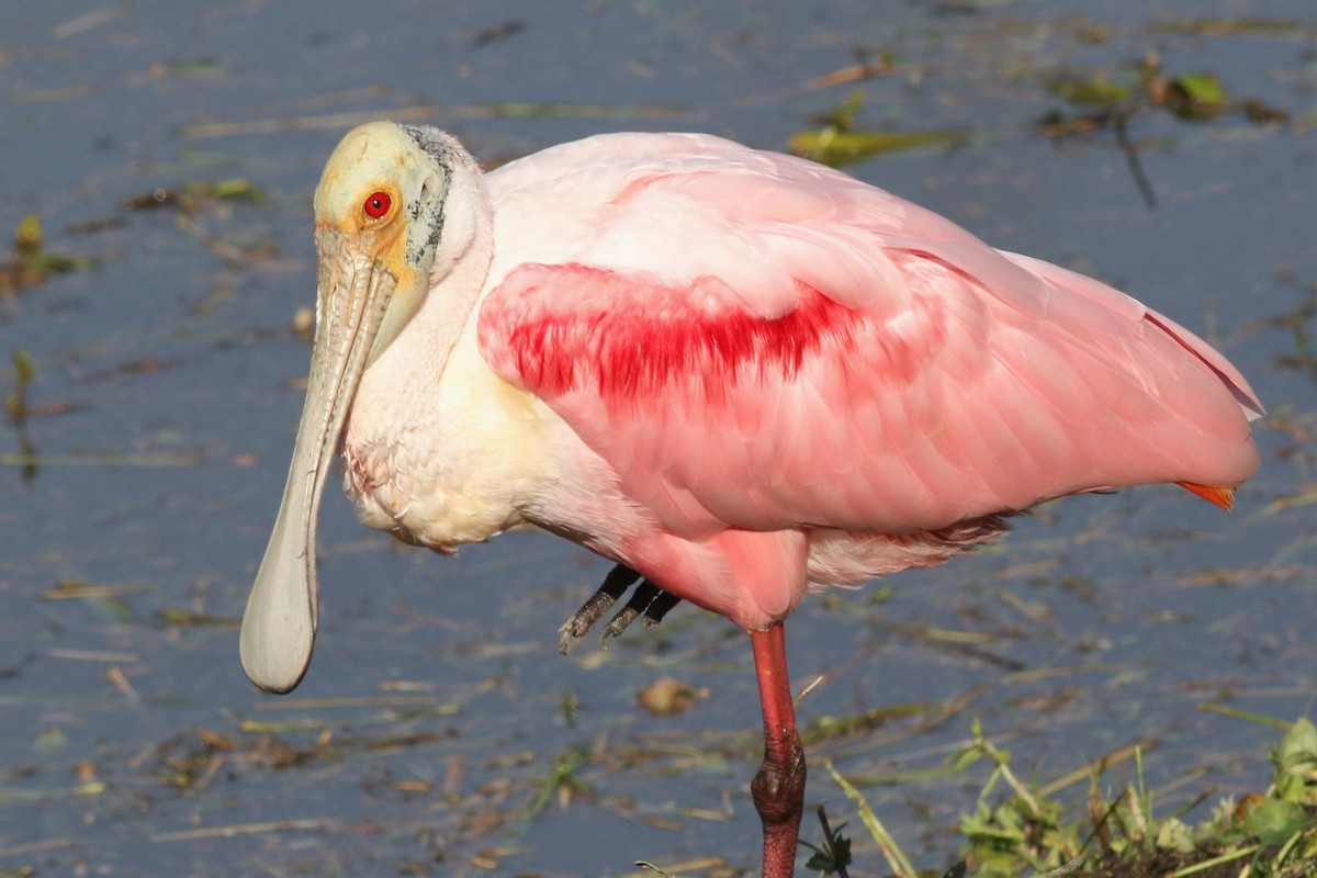 Espátula Rosada - ML646372920