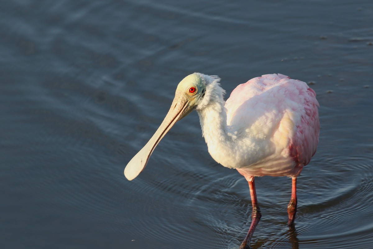 Espátula Rosada - ML646372921