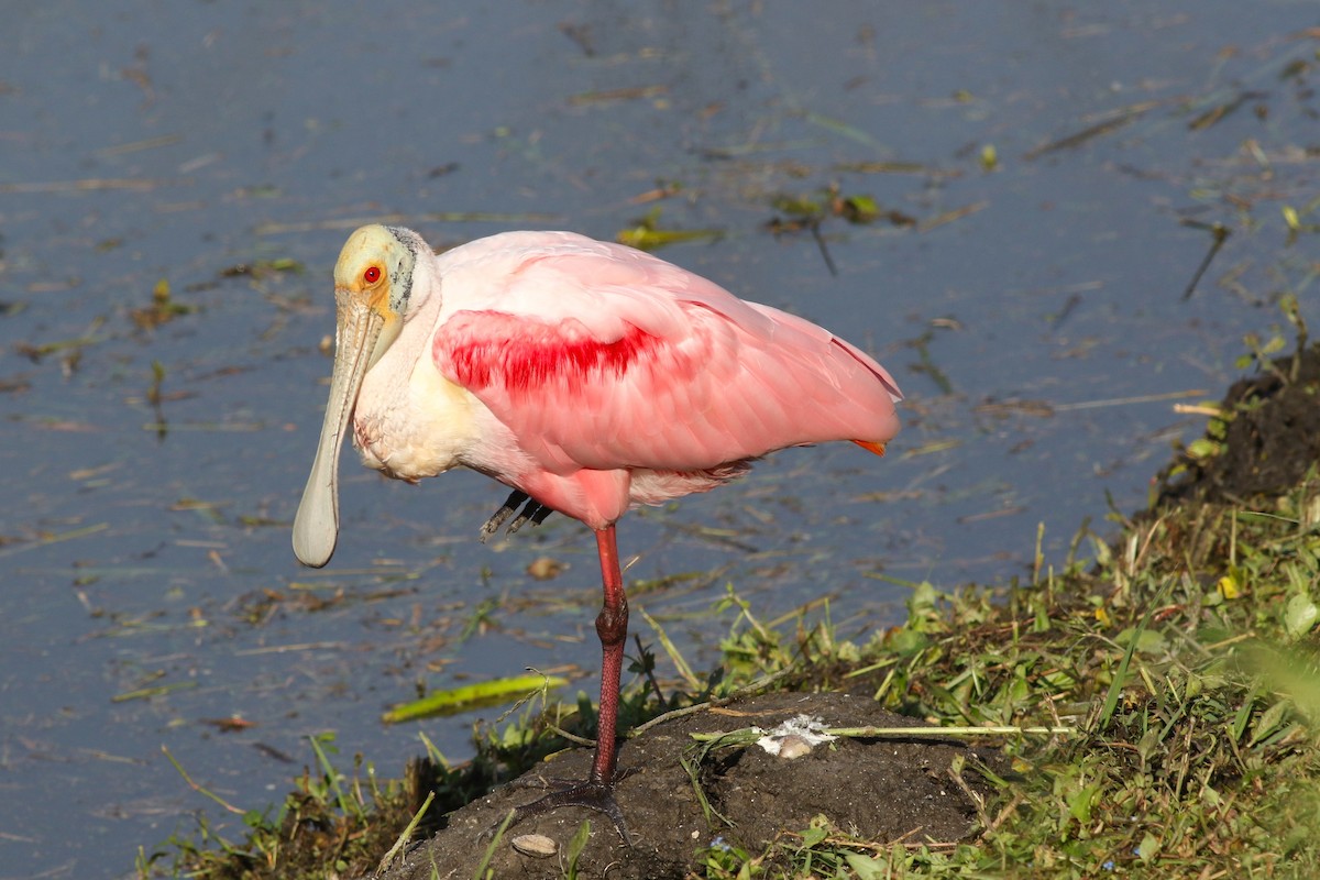 Espátula Rosada - ML646372922