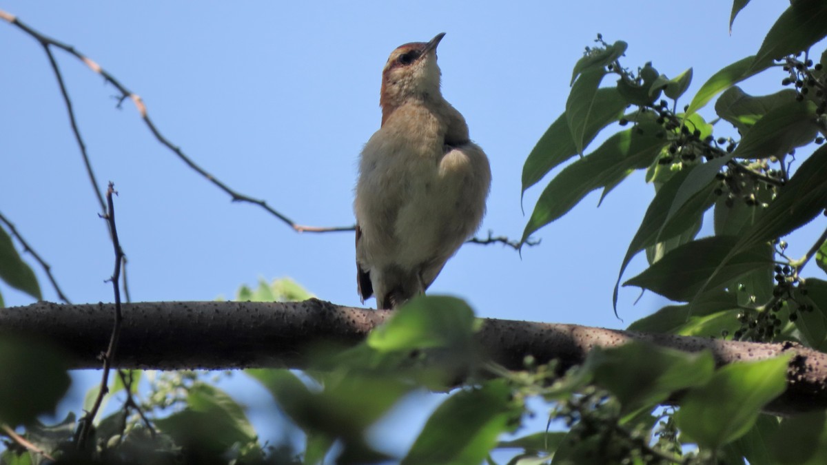 svarttippovnfugl - ML646372924