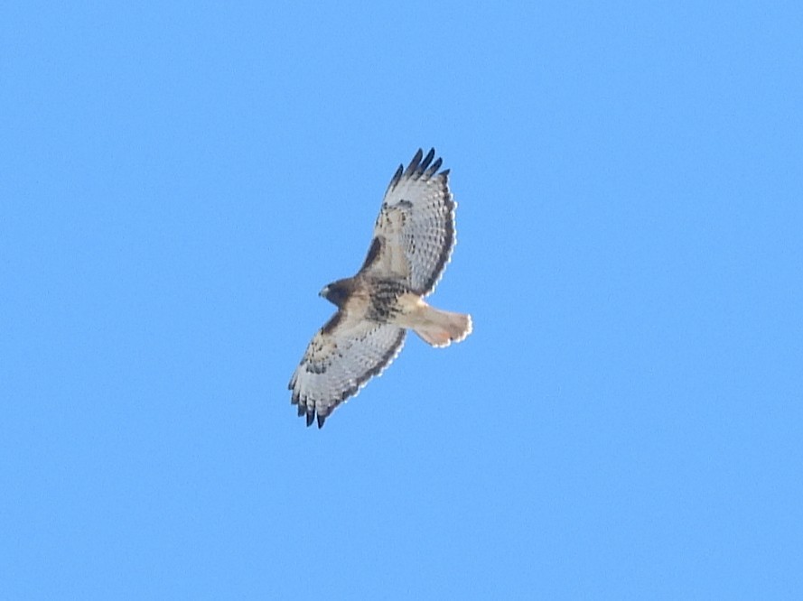 Red-tailed Hawk - ML646372932