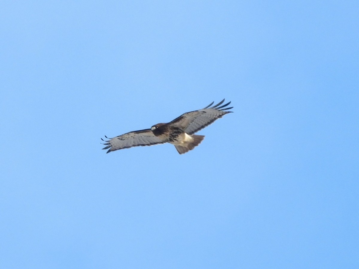 Red-tailed Hawk - ML646372933