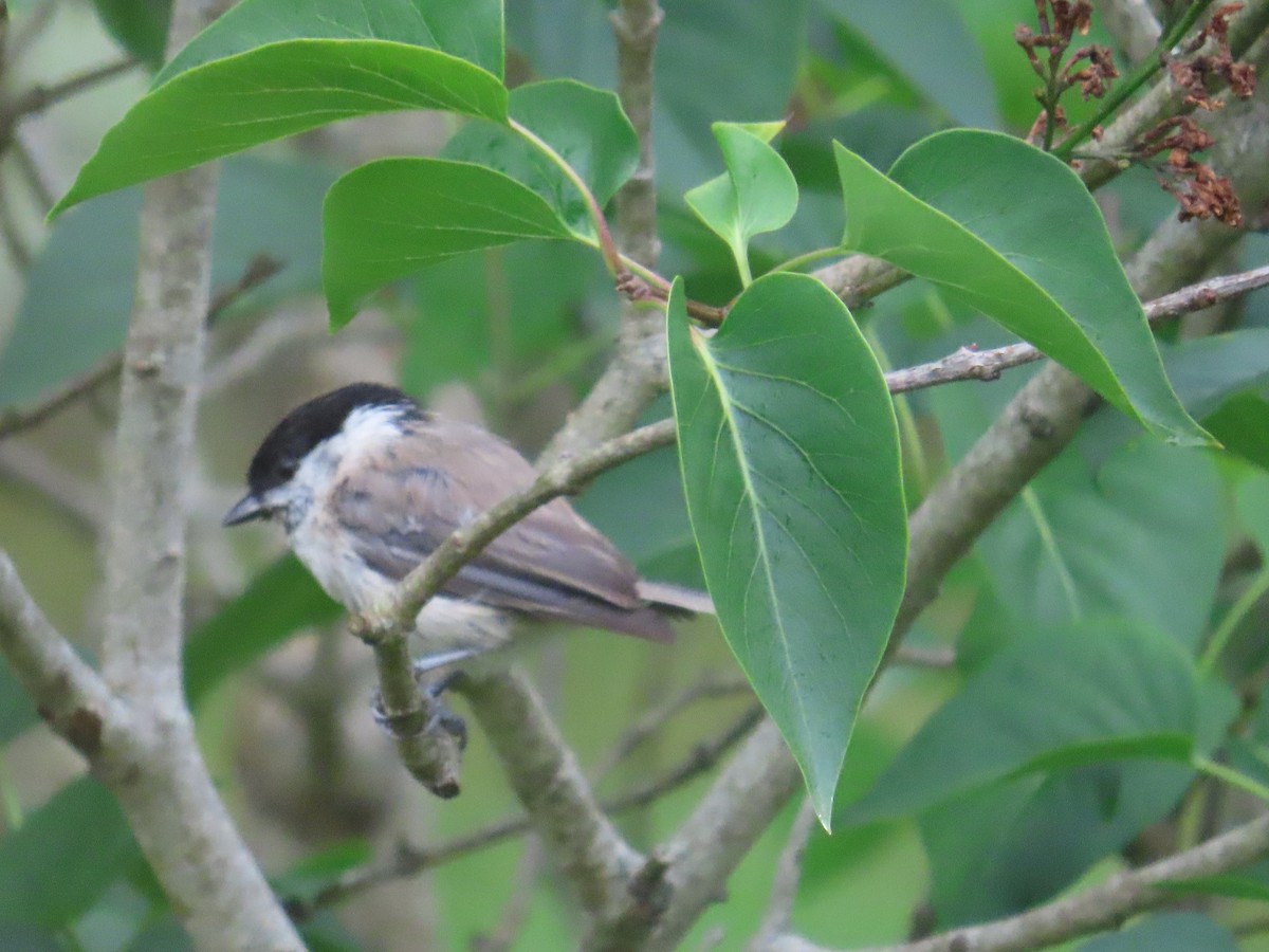 løvmeis - ML646372934