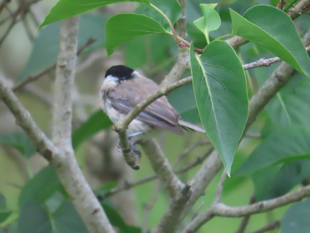 løvmeis - ML646372935