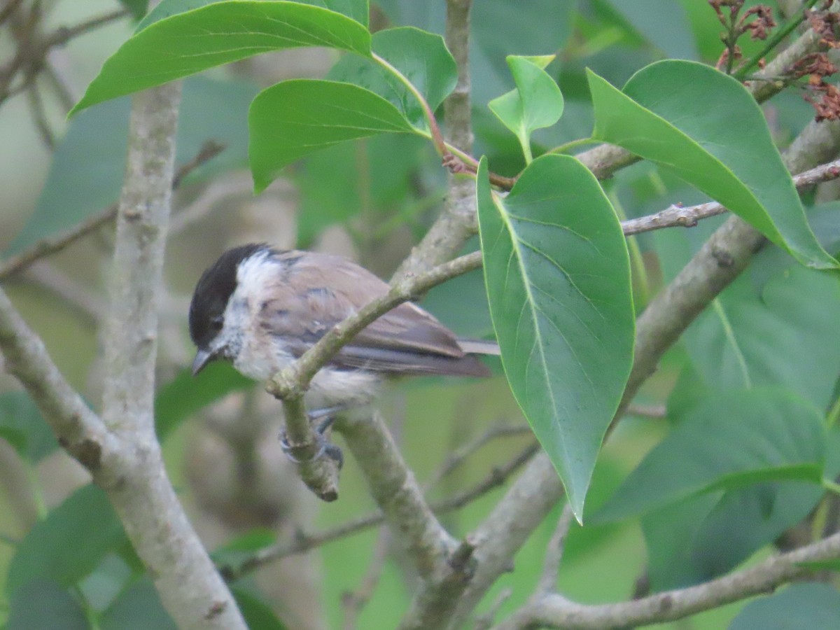 løvmeis - ML646372936