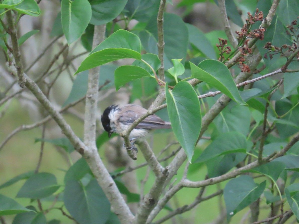 løvmeis - ML646372938