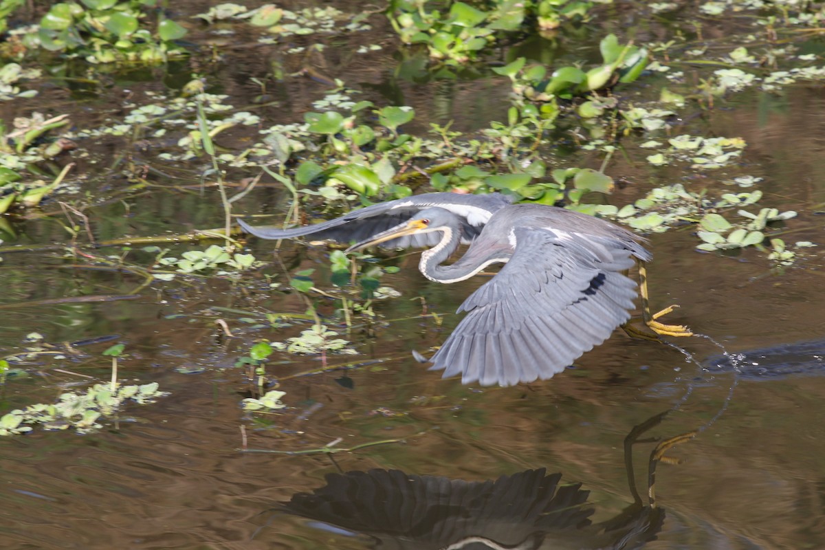 prakthegre - ML646372939