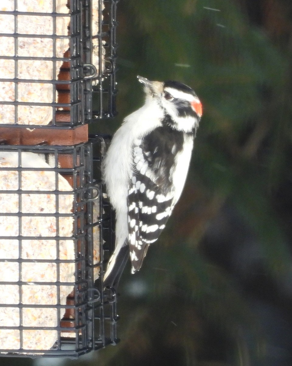 hårspett - ML646372940