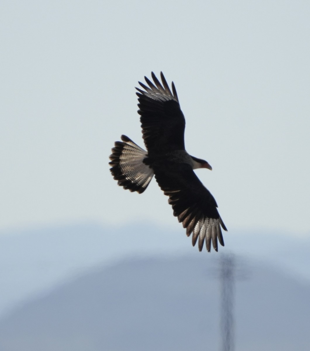 karančo jižní - ML646372942