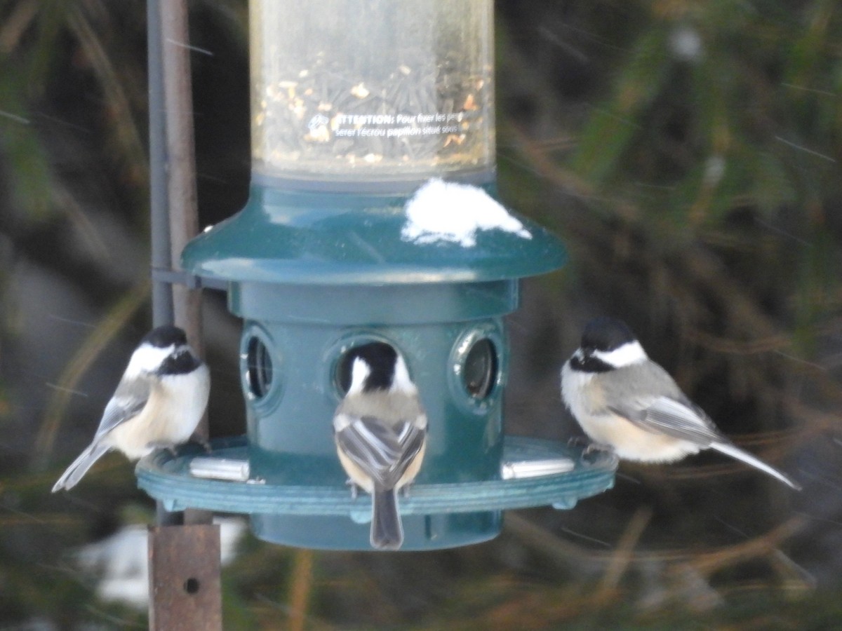 amerikameis - ML646372943