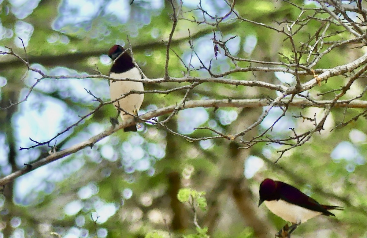 ametyststær - ML646372945