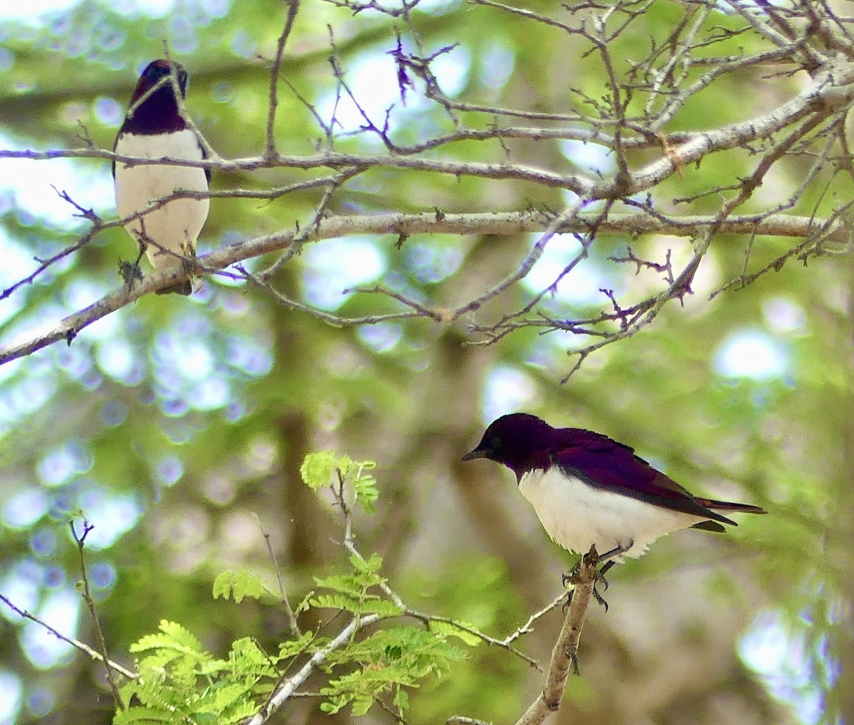 ametyststær - ML646372946