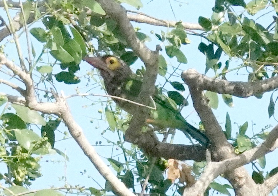 brunhodeskjeggfugl - ML646372947