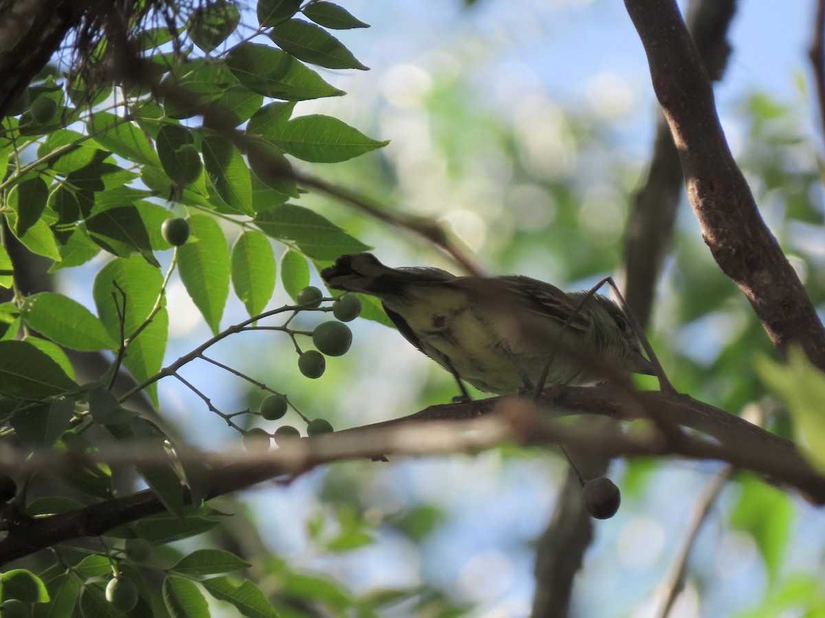 hvitvingebekard - ML646372948