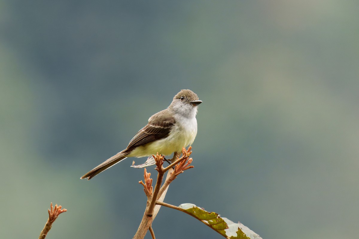 brunstenktyrann - ML646372949