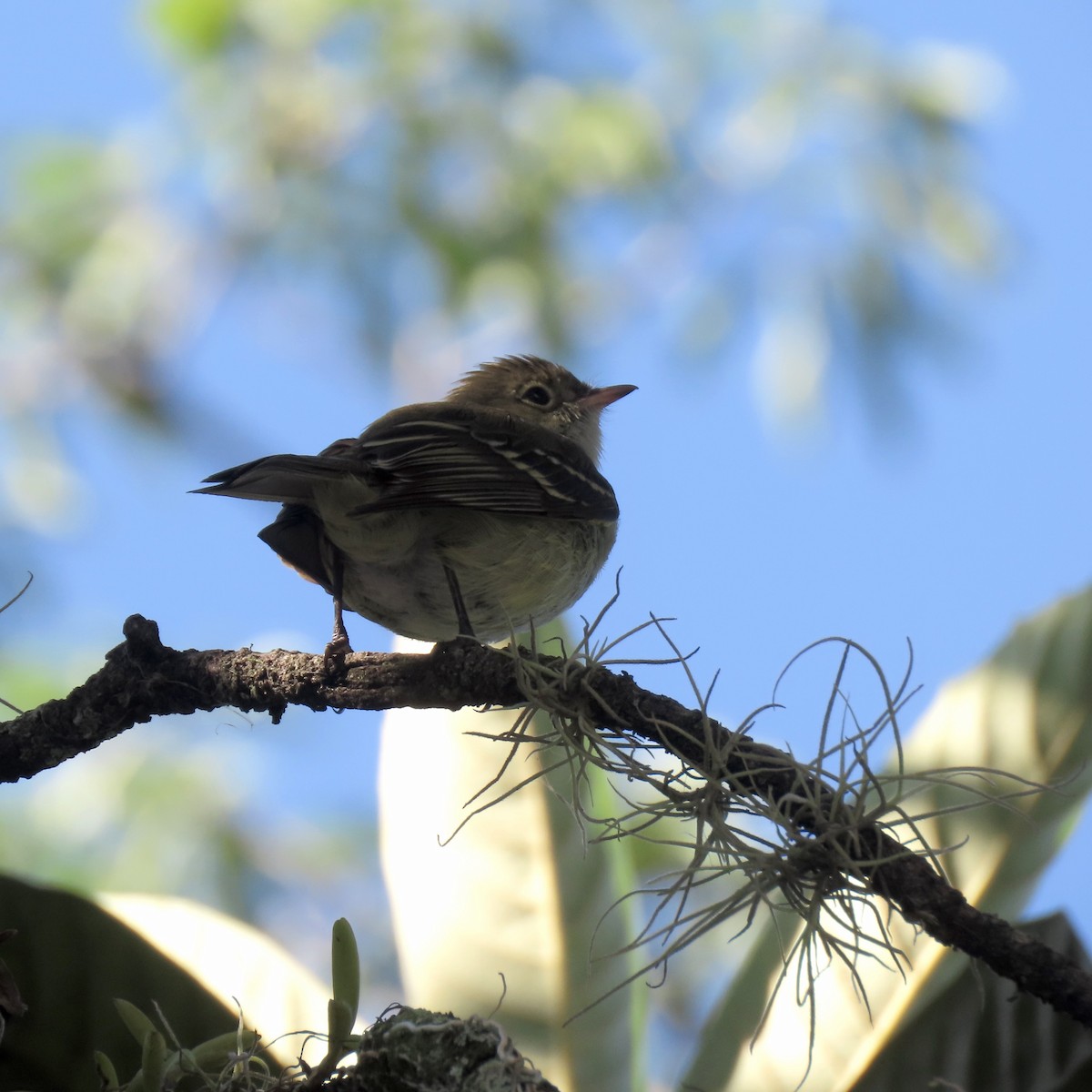 Elaenia sp. - ML646372950