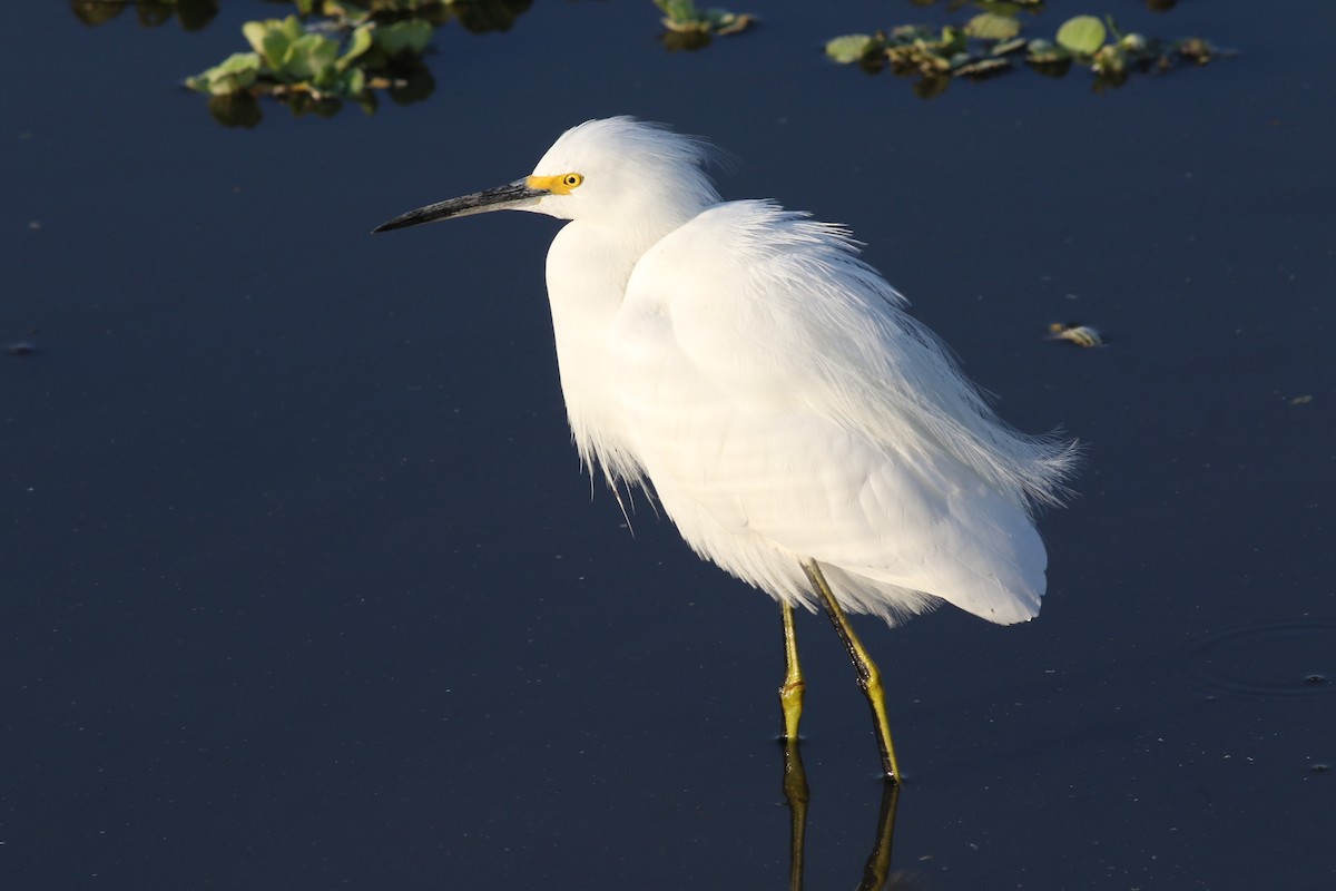 snøhegre - ML646372951