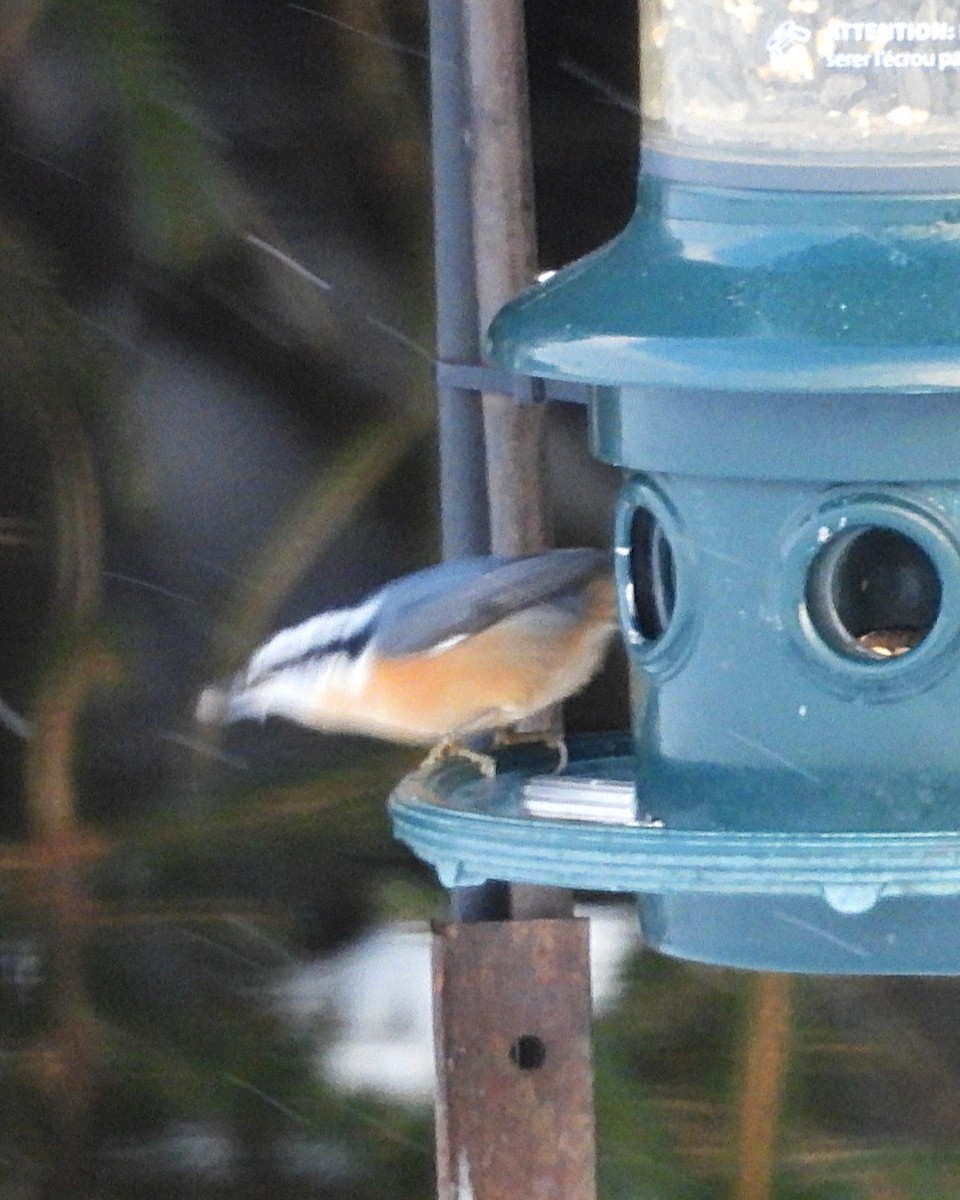 rustspettmeis - ML646372952