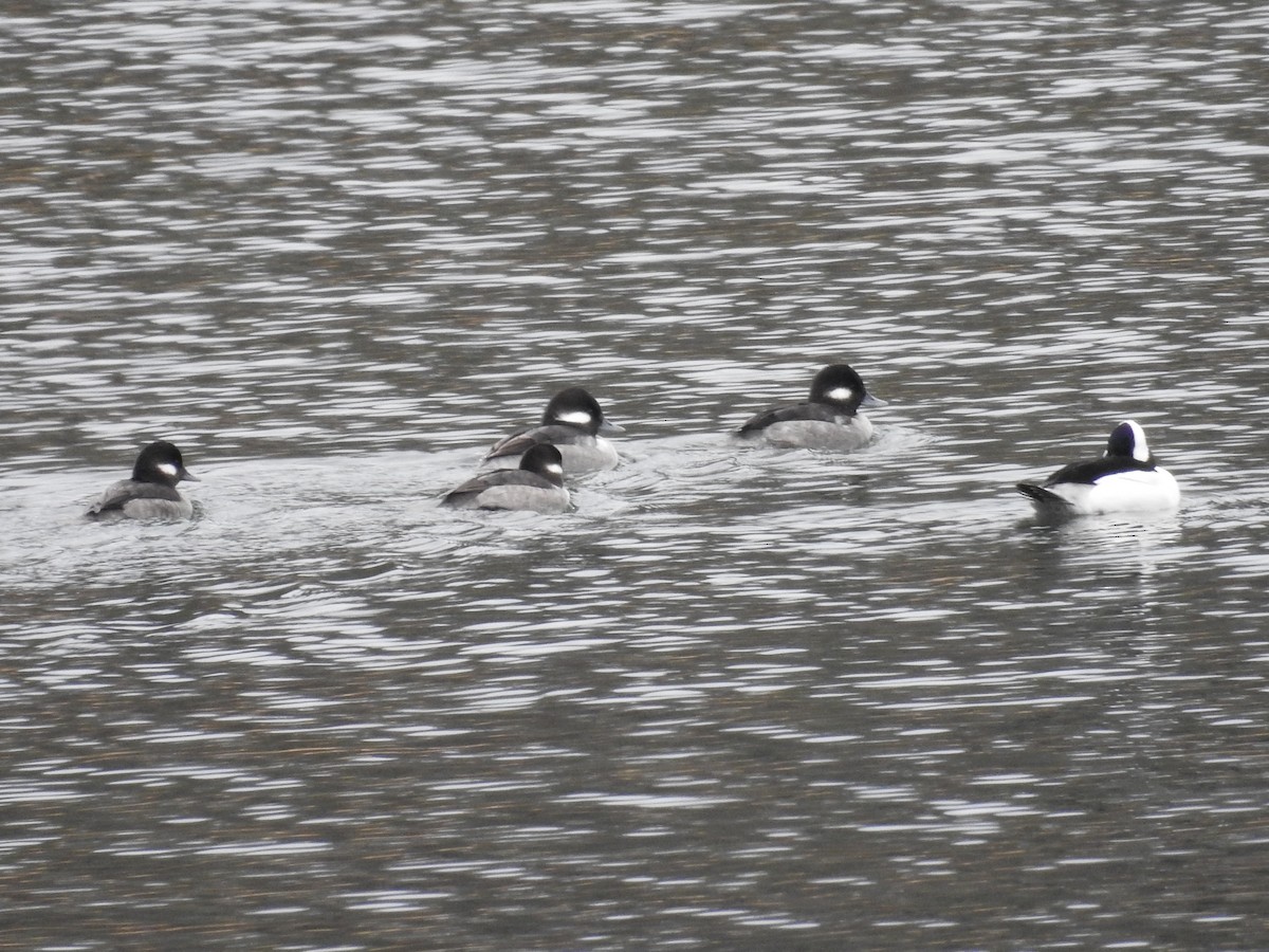 bøffeland - ML646372953