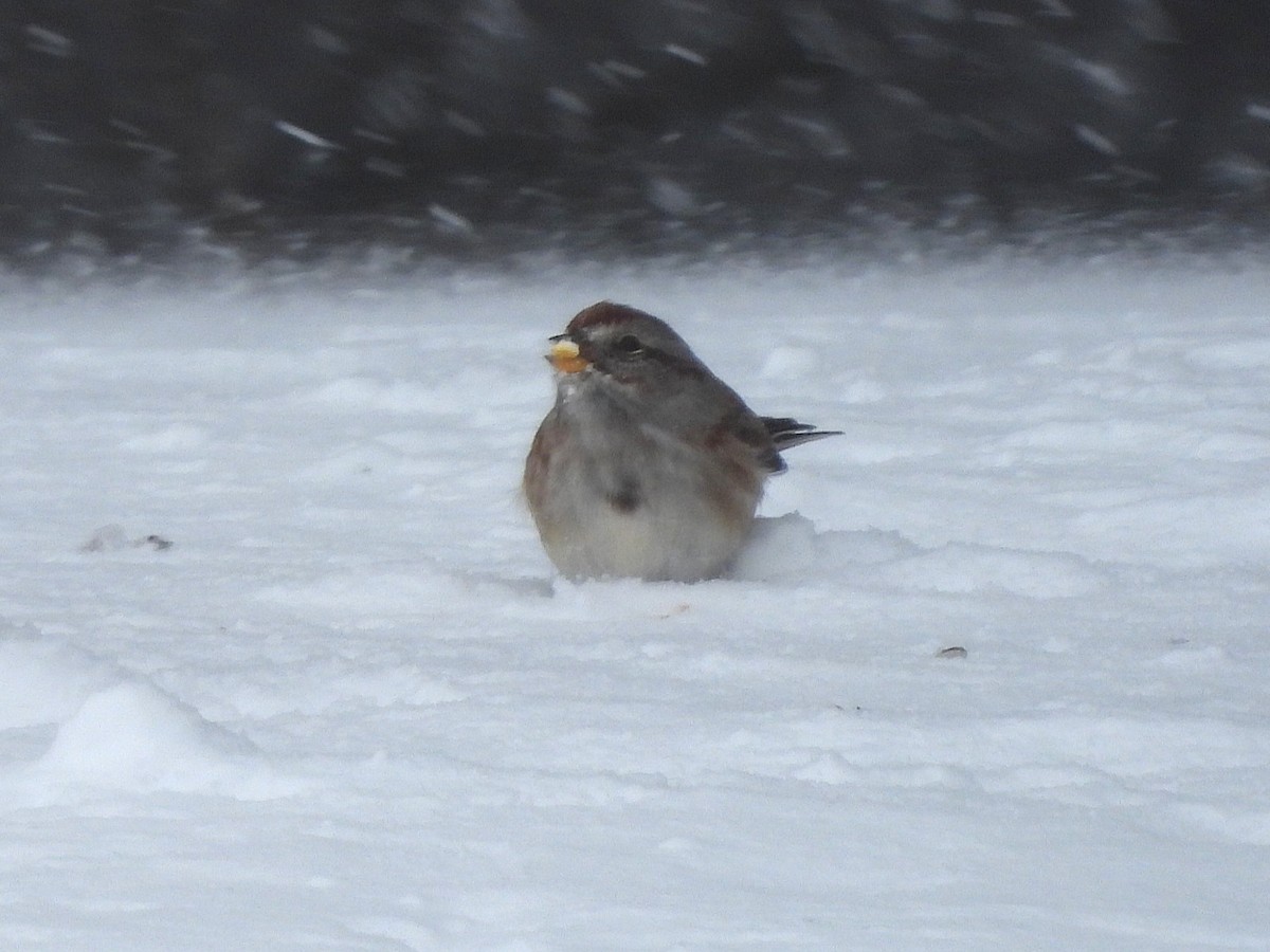 bjørkespurv - ML646372954