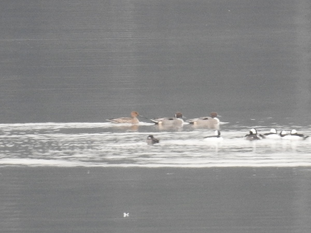 stjertand - ML646372955