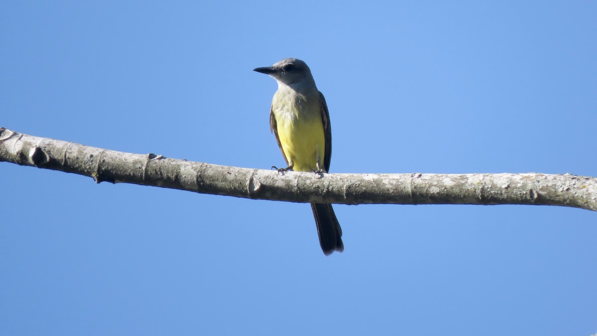 tropekongetyrann - ML646372956