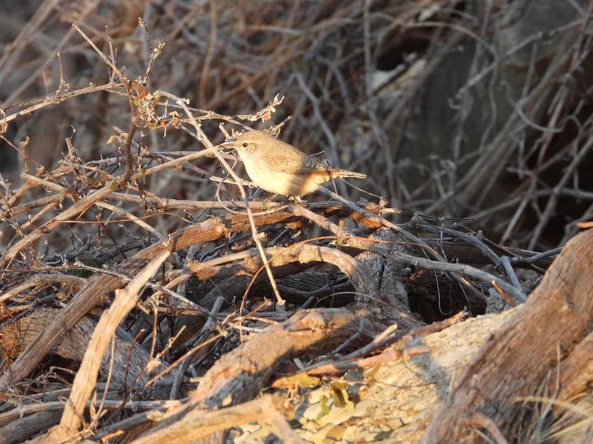 steinursmett - ML646372957