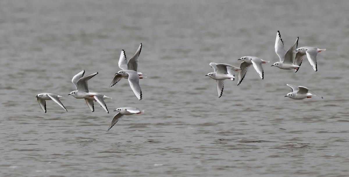 kanadahettemåke - ML646372958