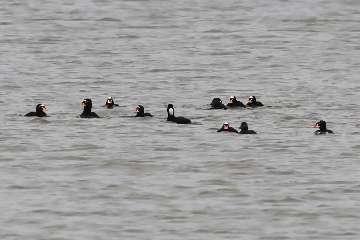 brilleand - ML646372959