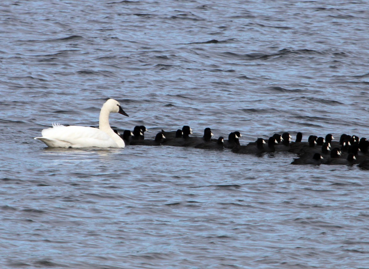 dvergsvane - ML646372961