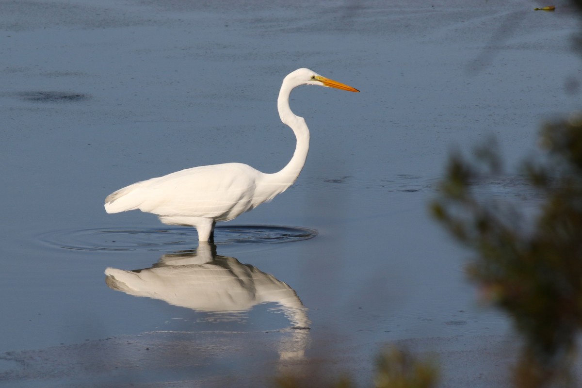 egretthegre - ML646372962