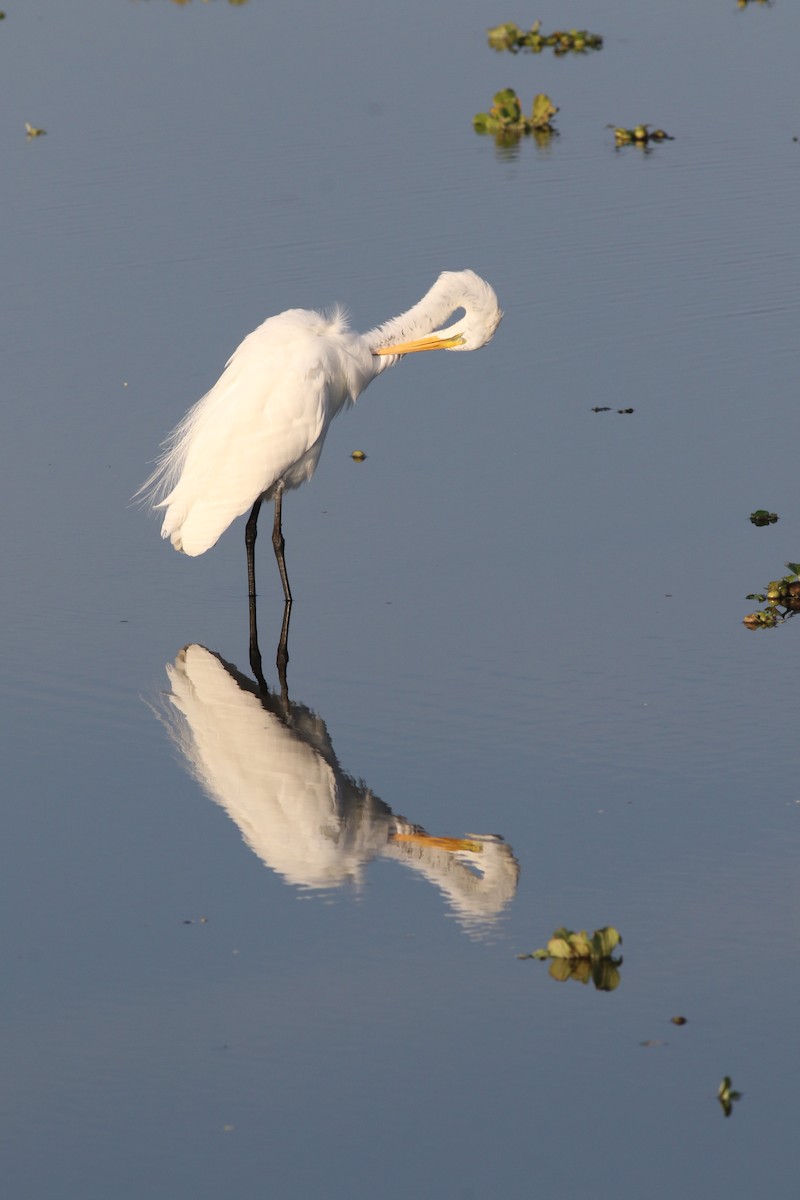 egretthegre - ML646372964