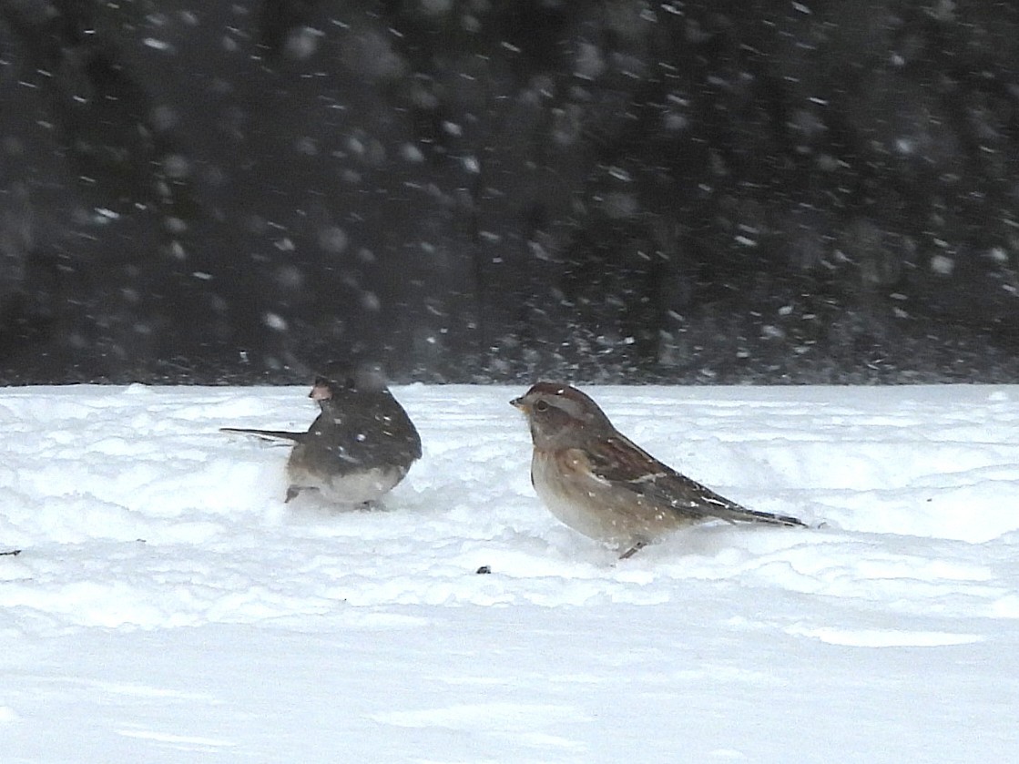 vinterjunko - ML646372966