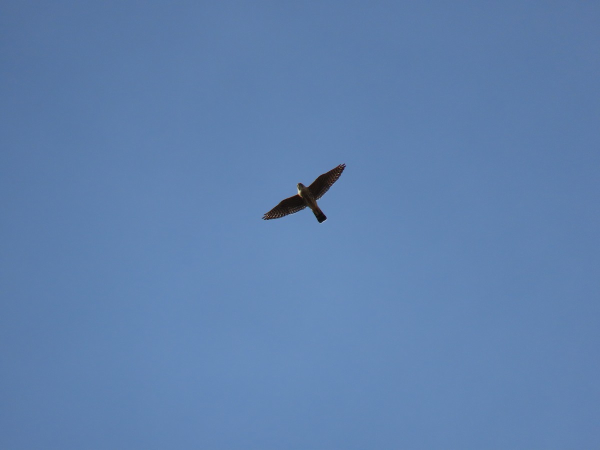 dřemlík tundrový - ML646372967