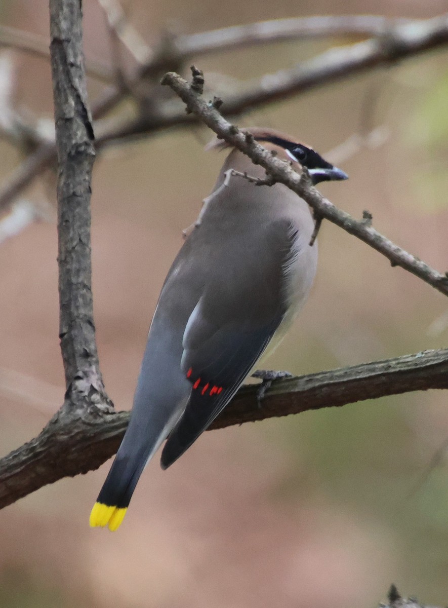 Cedar Waxwing - ML646372968
