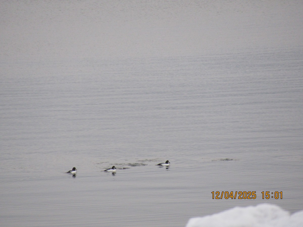 Common Goldeneye - ML646372969