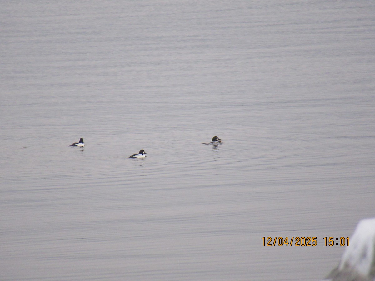 Common Goldeneye - ML646372970