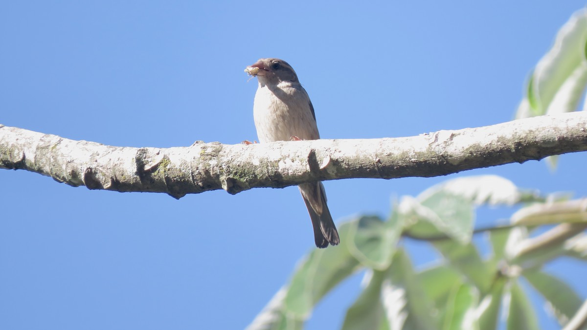 House Sparrow - ML646372971