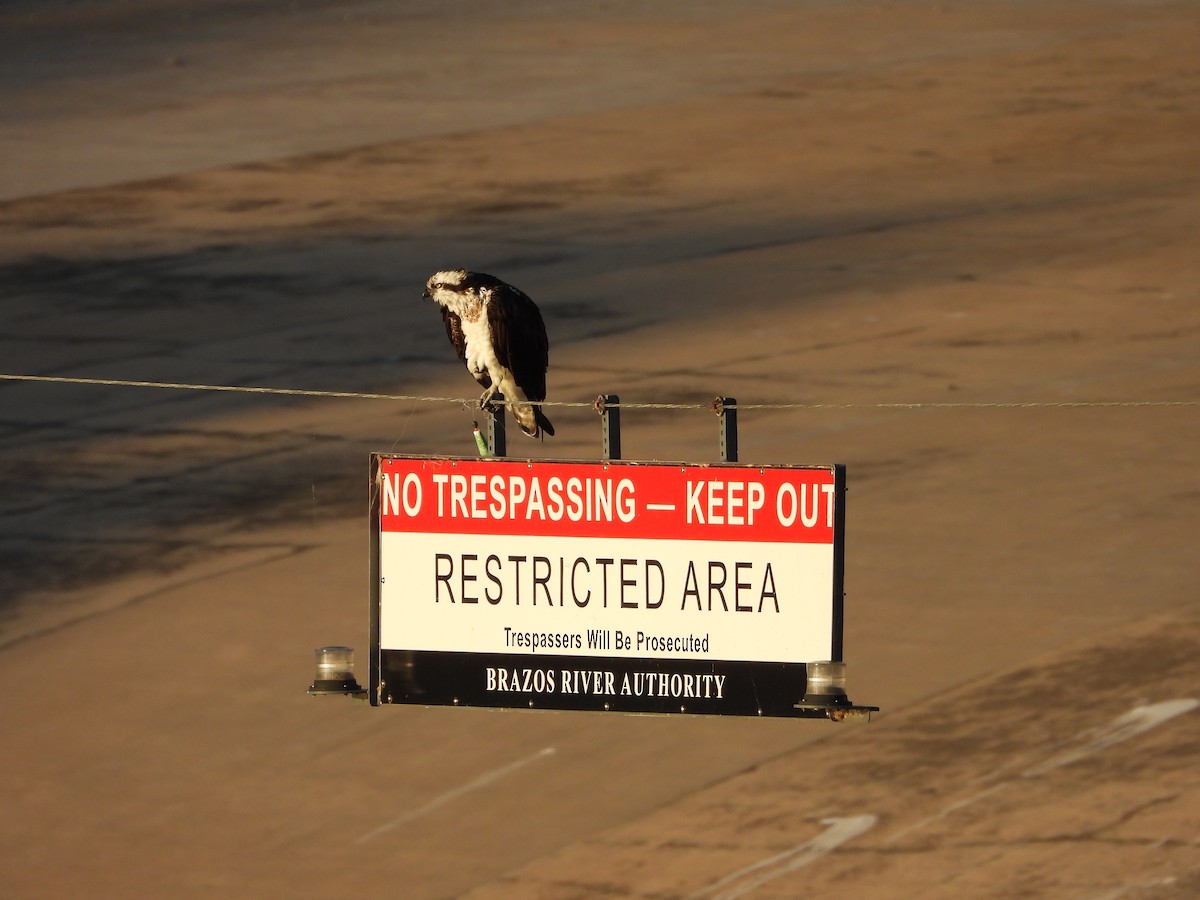 Osprey - ML646372972