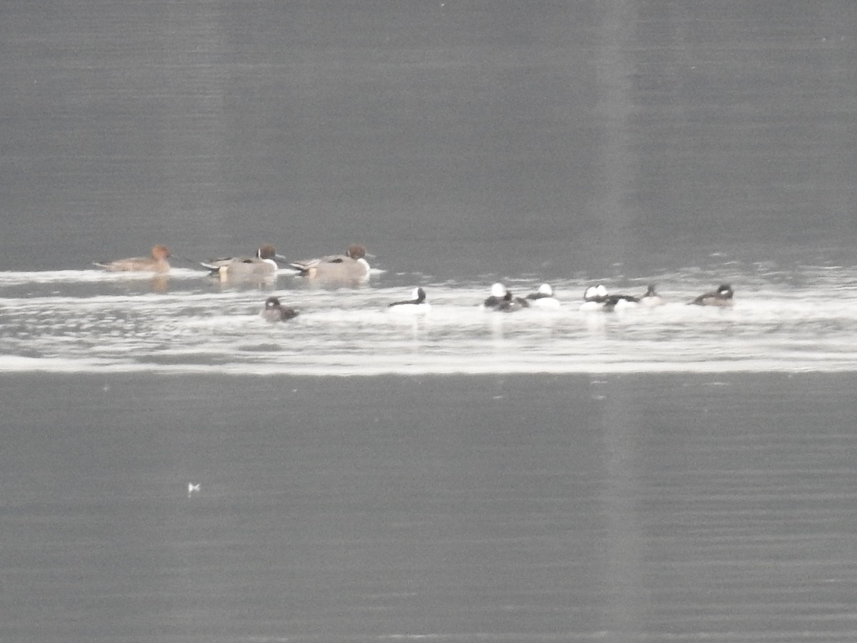 Bufflehead - ML646372973