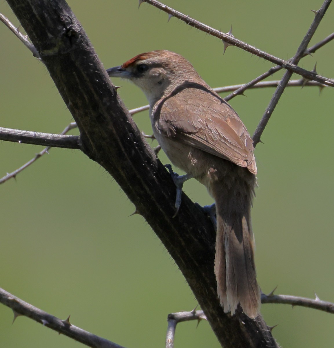 Rufous-fronted Thornbird (Rufous-fronted) - ML646372974
