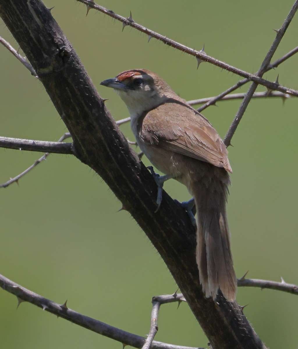 Rufous-fronted Thornbird (Rufous-fronted) - ML646372975