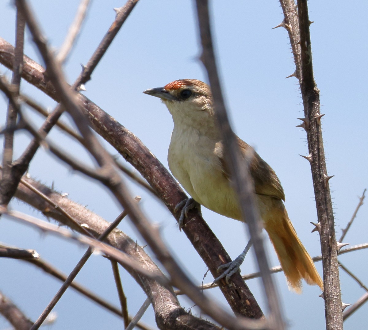 Rufous-fronted Thornbird (Rufous-fronted) - ML646372976