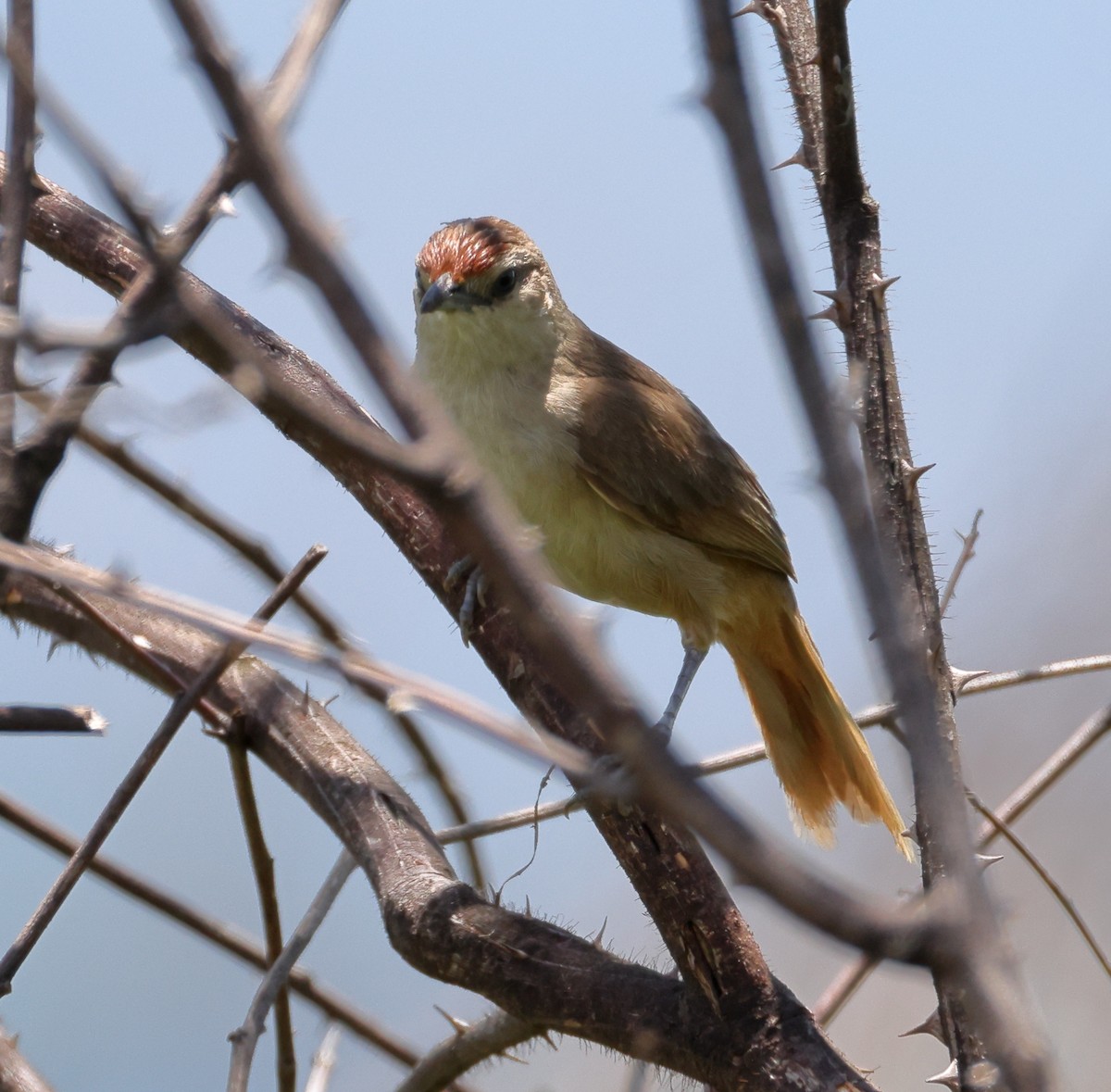 Rufous-fronted Thornbird (Rufous-fronted) - ML646372977