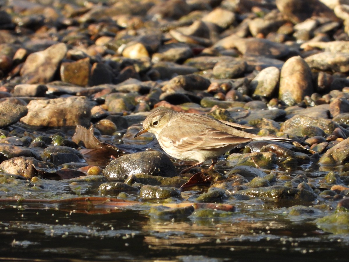 American Pipit - ML646372978