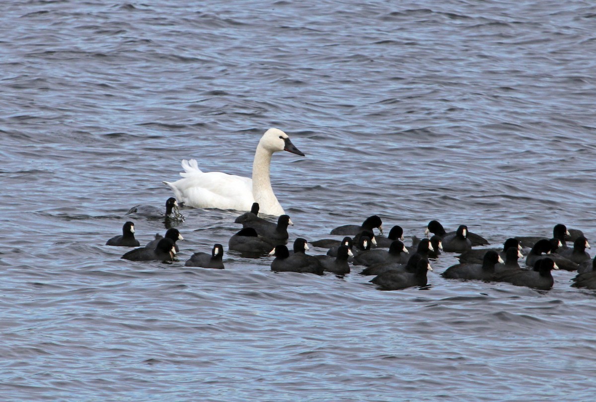 labuť malá - ML646372981