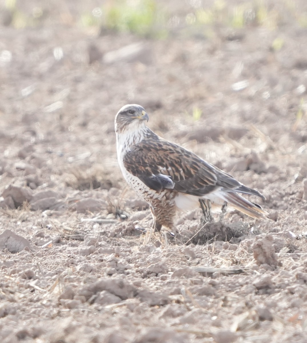 Ferruginous Hawk - ML646372982