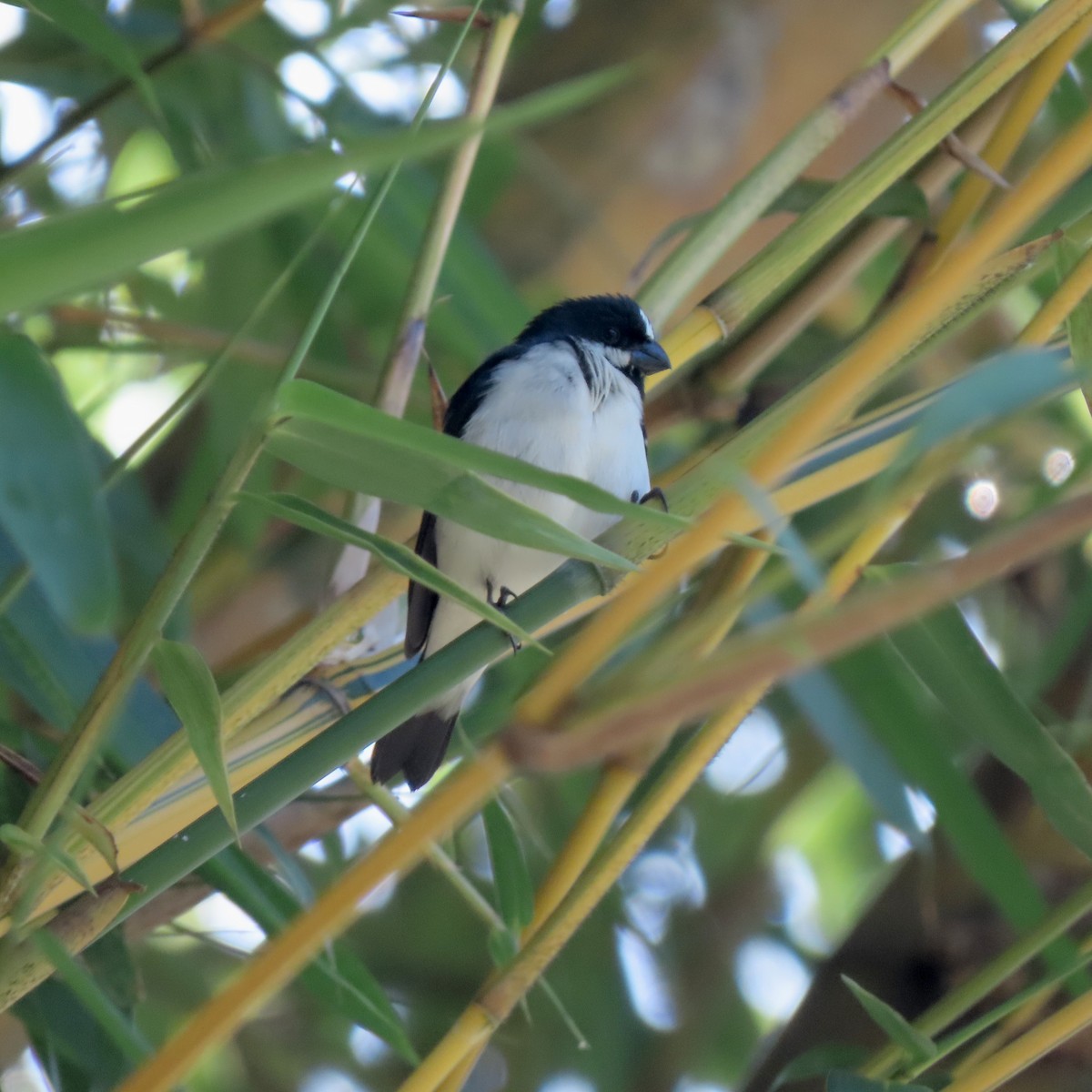 Lined Seedeater - ML646372983