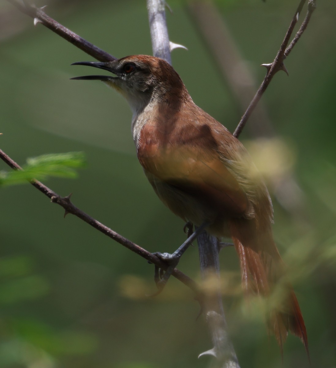 Yellow-chinned Spinetail - ML646372989