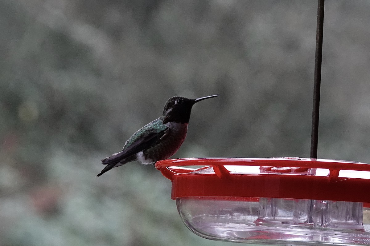 Anna's Hummingbird - ML646372991